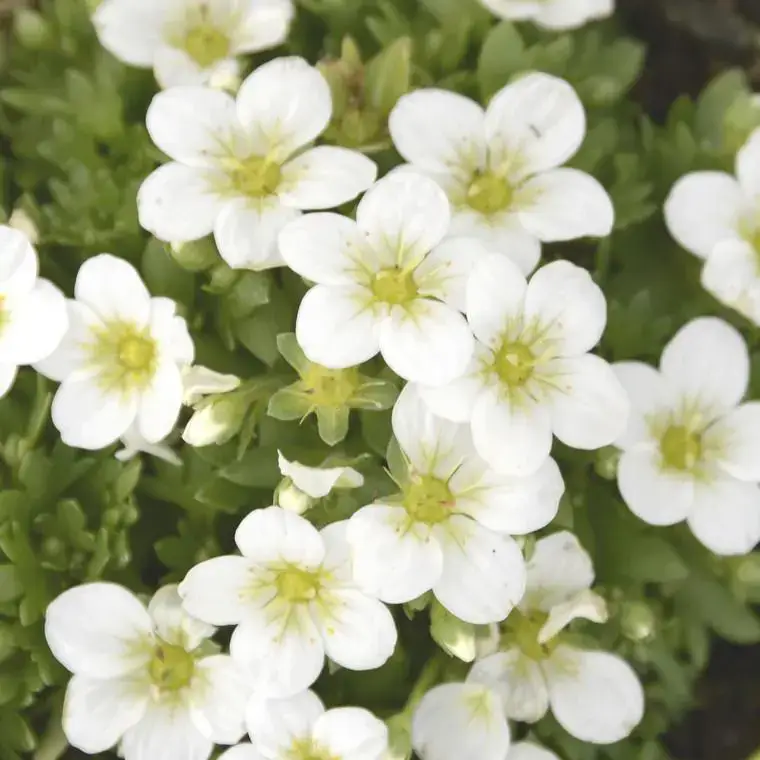 Saxifrage touran large white blanche en pot de 2 L Super Prix
