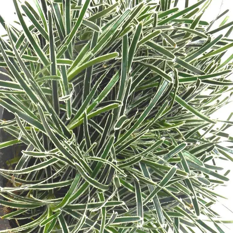 Scirpe étoilé ice crystal vert en pot de 2 L Meilleur Choix
