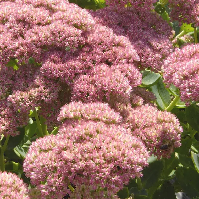 Acheter En Ligne Sédum brillant rose en pot de 2 L