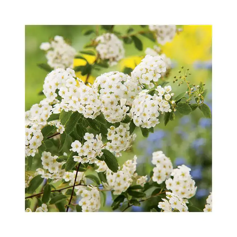 Spirée vanhouttei blanche en pot de 15 L Soldes