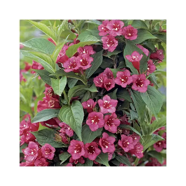 Weigela bristol ruby rouge en pot de 15 L Offre Du Jour