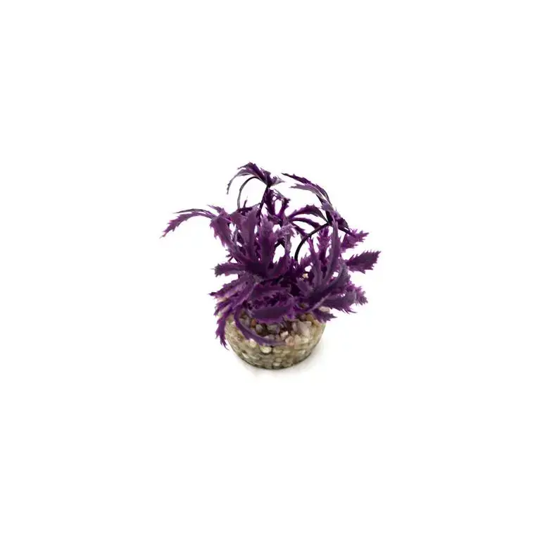 Vente Directe Papyrus violet en plastique 8 cm