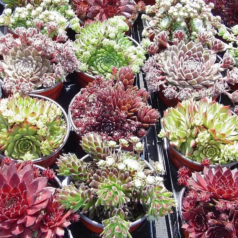 Authentique Sempervivum Variés – Le pot de 1 litre