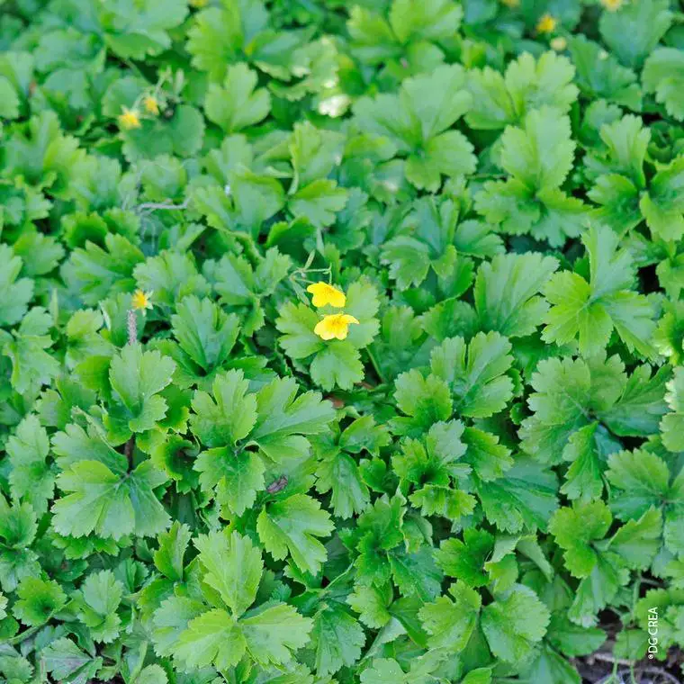 Waldsteinia Ternata – Le pack de 6 plants Usine Directe