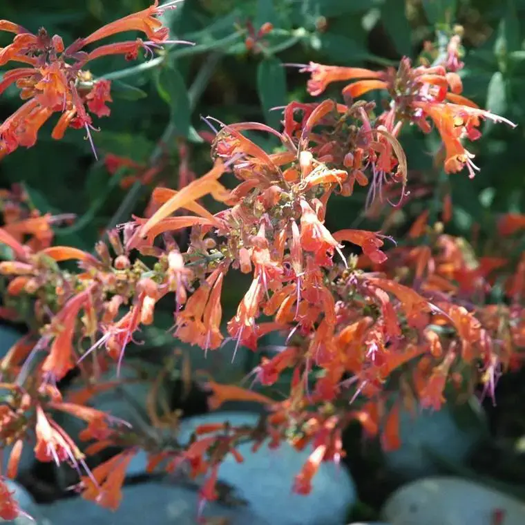 Agastache Kudos Coral – Le pot de 12 cm Réduction