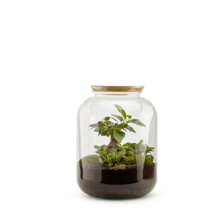 Terrarium Bulle de Nature Bonbonne Ginseng en verre transparent avec bouchon liège Naturalys taille S – Ø 19 x 30 cm Prix Réduit