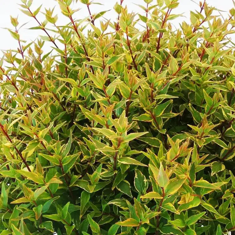 Abelia Magic Daydream. Le pot de 10 litres Prix Réduit