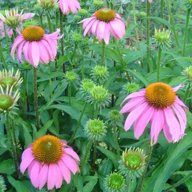 Rudbeckia – Le pot de 3 litres Petit Prix