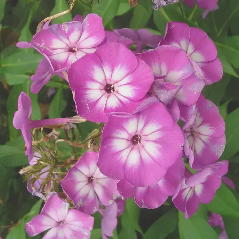 Vente Flash Phlox Paniculata multicolore. Le pot de 5 litres