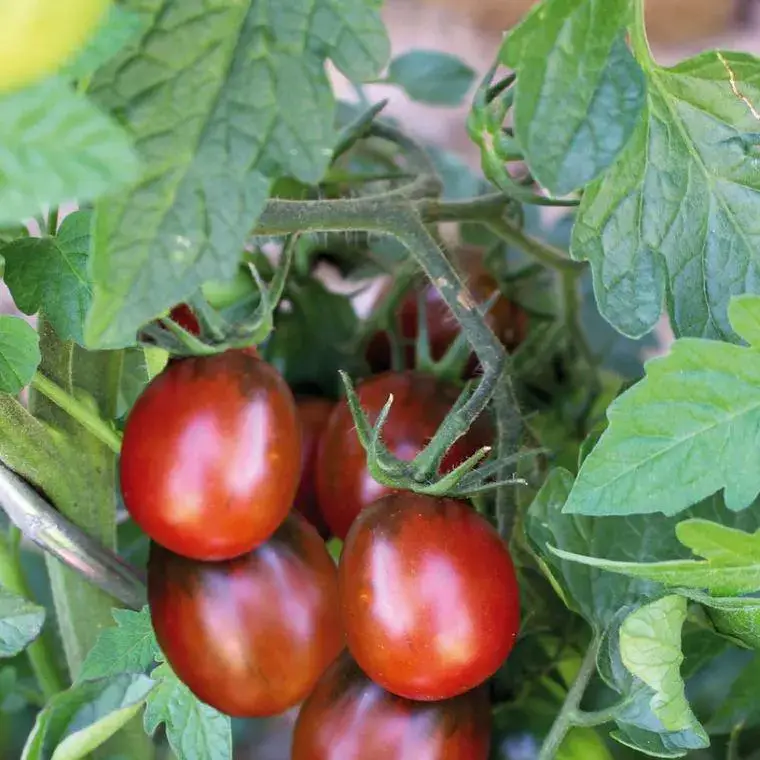 Achetez Aujourd&rsquo;hui Tomate Cerise Allongee Prune Noire Bio. La barquette de 3 plants