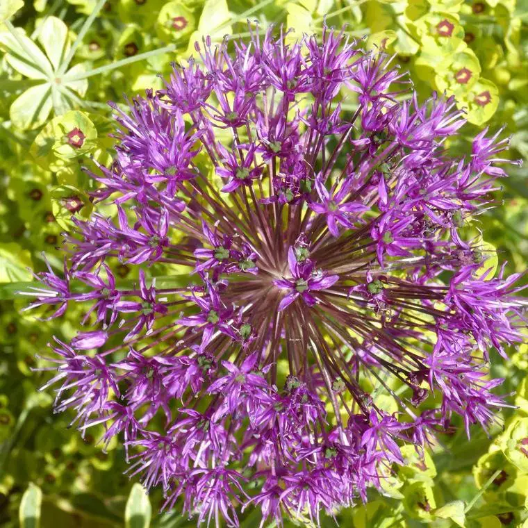 Ail d&rsquo;ornement ou Allium Millenium rose. Le pot de 3 litres Acheter En Ligne