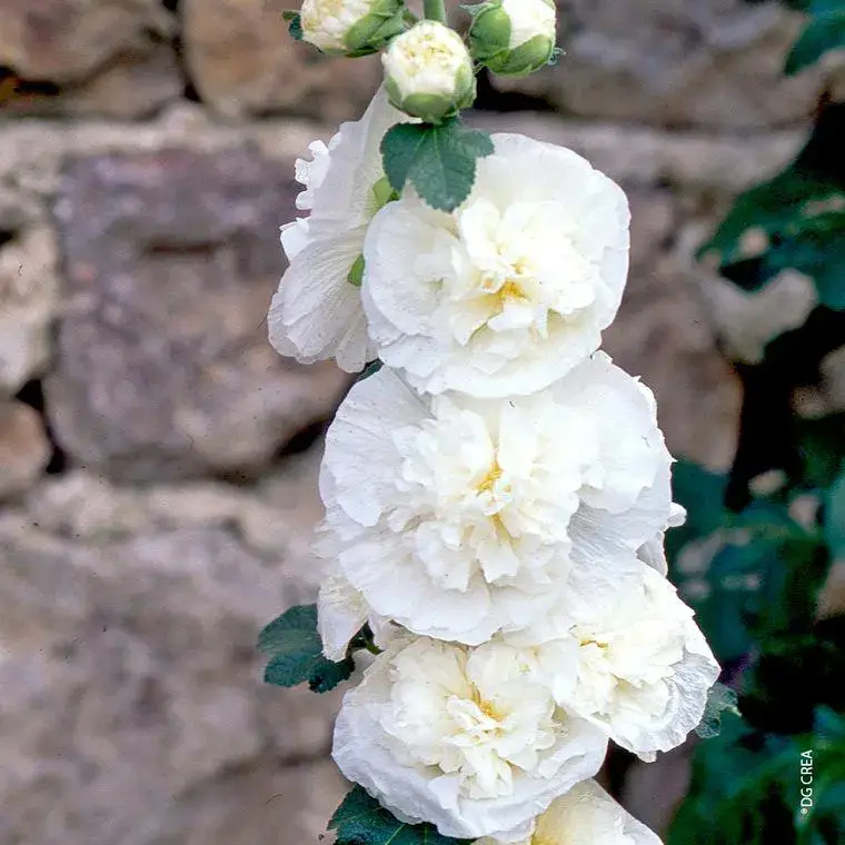 Rose Trémière double blanche – Le pot de 1 litre Acheter En Ligne