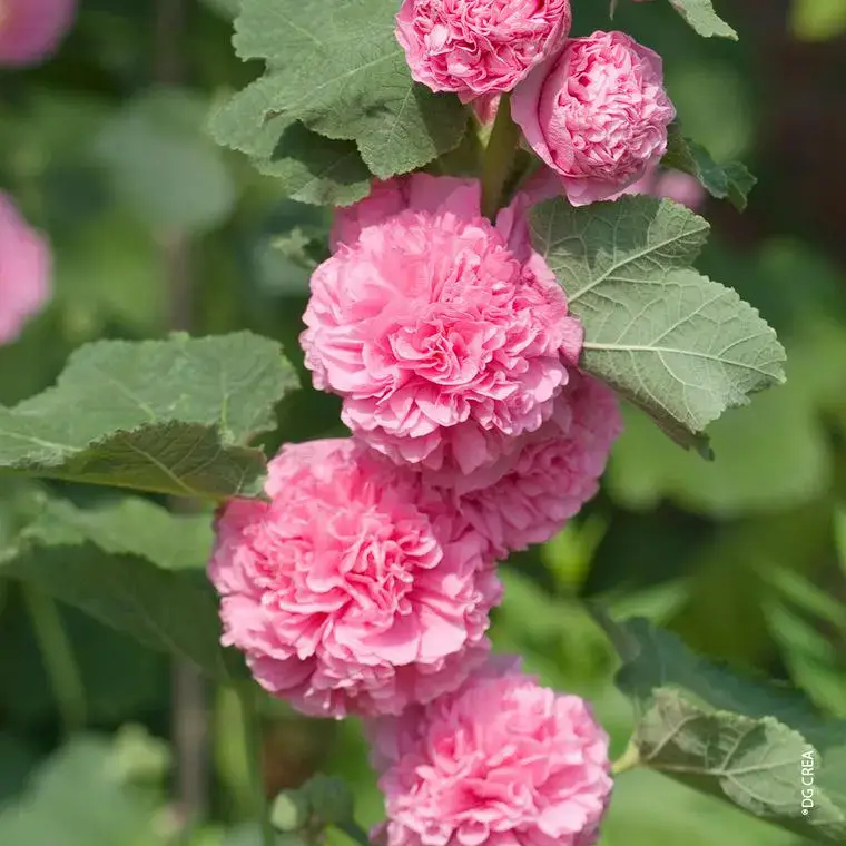 Rose Trémière double Rose – Le pot de 1 litre Petit Prix