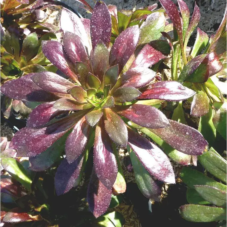 Aeonium Atropurpurea. Le pot de 15 litres Remise