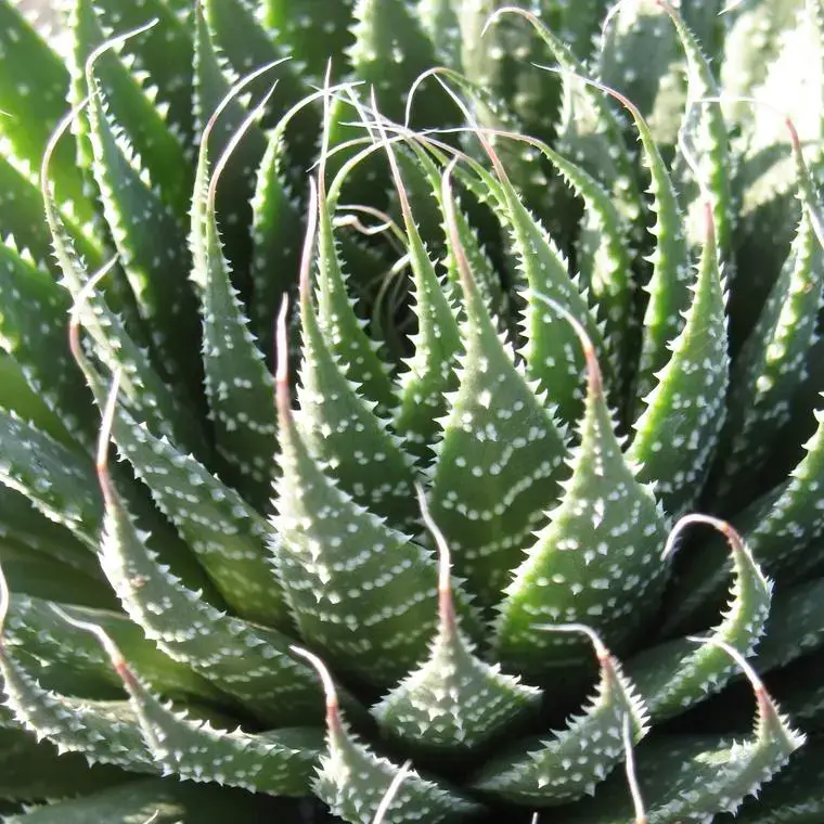Aloe aristata vert. Le pot de 15 litres Usine Directe