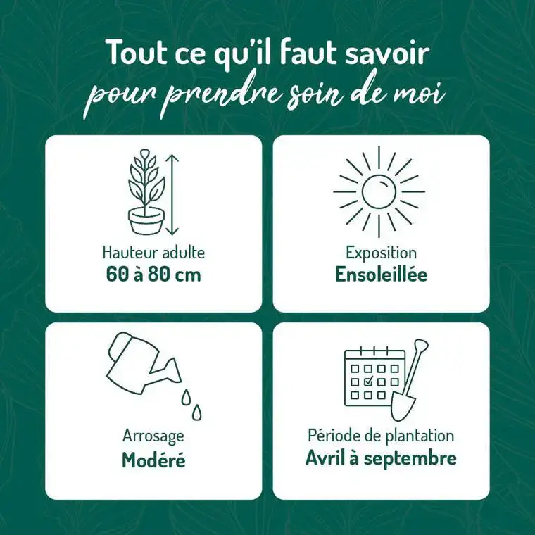 Yucca corail vert. Le pot de 15 litres Offre Limitée