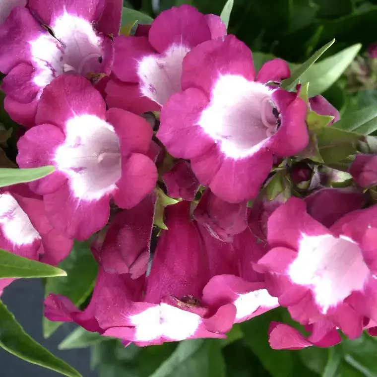 Achat Immédiat Penstemon Varié – Le pot de 7,5 litres