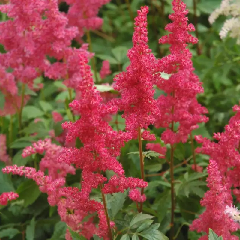 Astilbe Arendsii Color Flash Lime (Rose). Le pot de 4 litres Marque