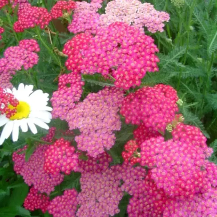 Achillea Millefolium Tutti Frutti Pink Grapefruit , le pot de 4 litres Populaire