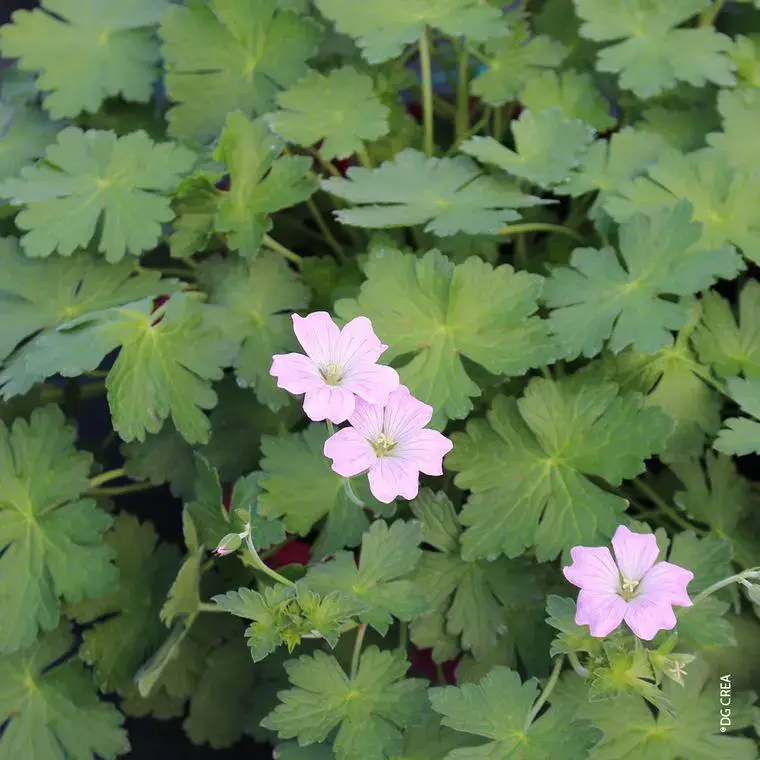 Acheter Direct Geranium Dreamland (Rose) – Le pot de 4 litres