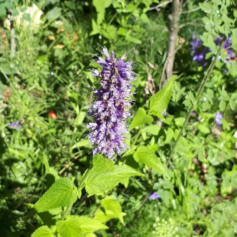 Agastache – Le pot de 4 litres Petit Prix