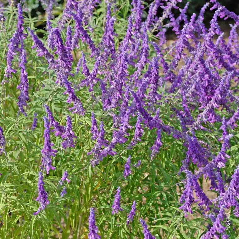 Salvia Leucantha – Le pot de 2,5 litres Meilleure Vente