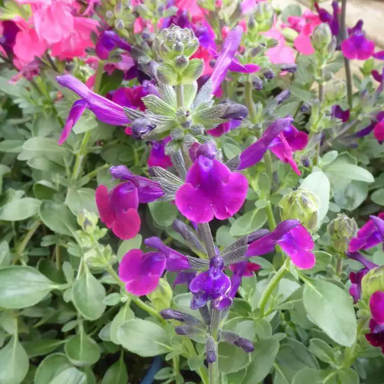 Salvia X Jamensis &lsquo;violet&rsquo; – Le pot de 2,5 litres Prix Promo