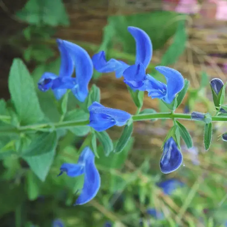 Salvia Patens – Le pot de 4 litres Nouvelle Collection