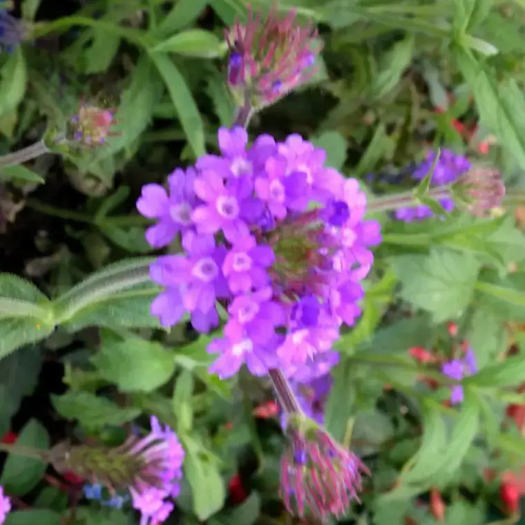 Verbena Venosa rose. Le pot de 2 litres Haute Qualité