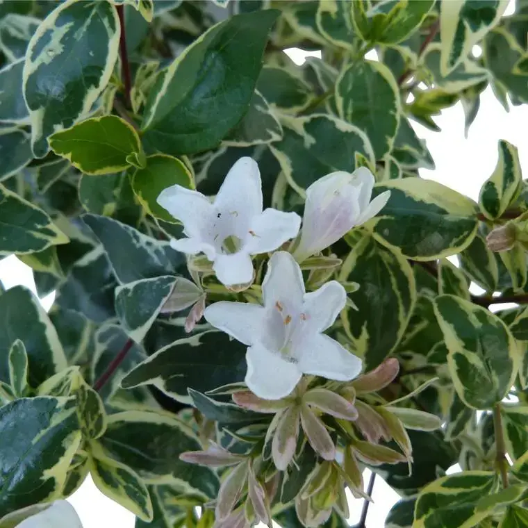 Abelia X Grandiflora Sparkling Silver touffe. Le pot de 3 litres Produit De Marque