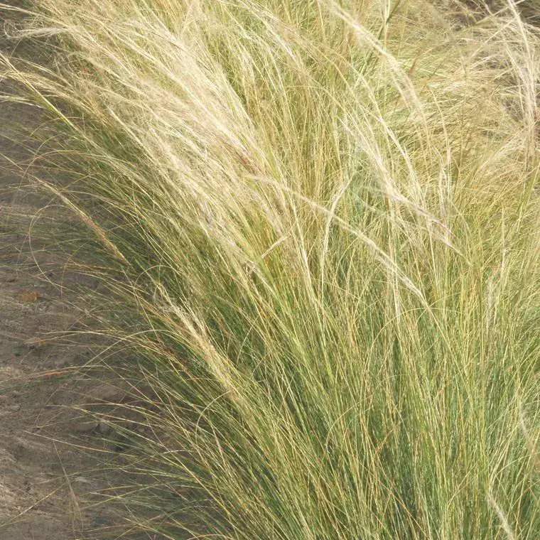 Stipa – Le pot de 1 litre Achetez Aujourd&rsquo;hui