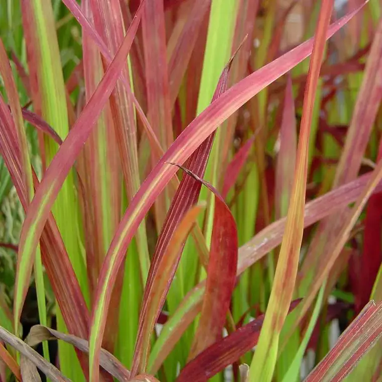 Vente Directe Imperata &lsquo;Red Baron&rsquo; – Le pot de 1 litre