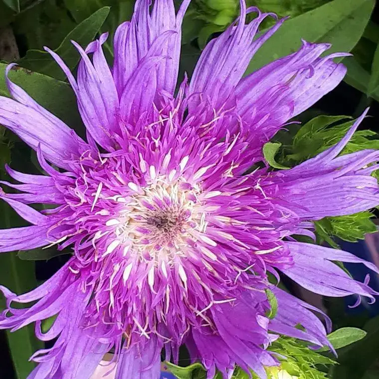 Stokesia Mels Blue – Le pot de 2 litres Super Prix