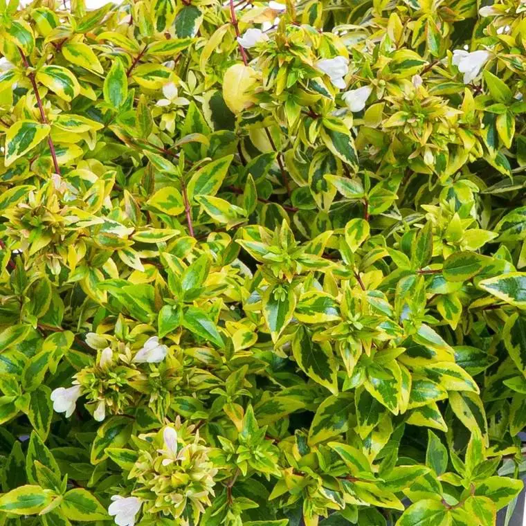 Abelia Gamme Générale. Le pot de 4 litres Solde