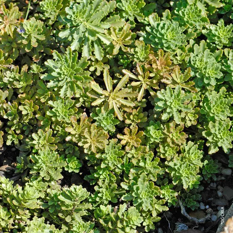 Sedum &lsquo;Weihenstephaner Gold&rsquo; – Le pot de 1 litre Pas Cher
