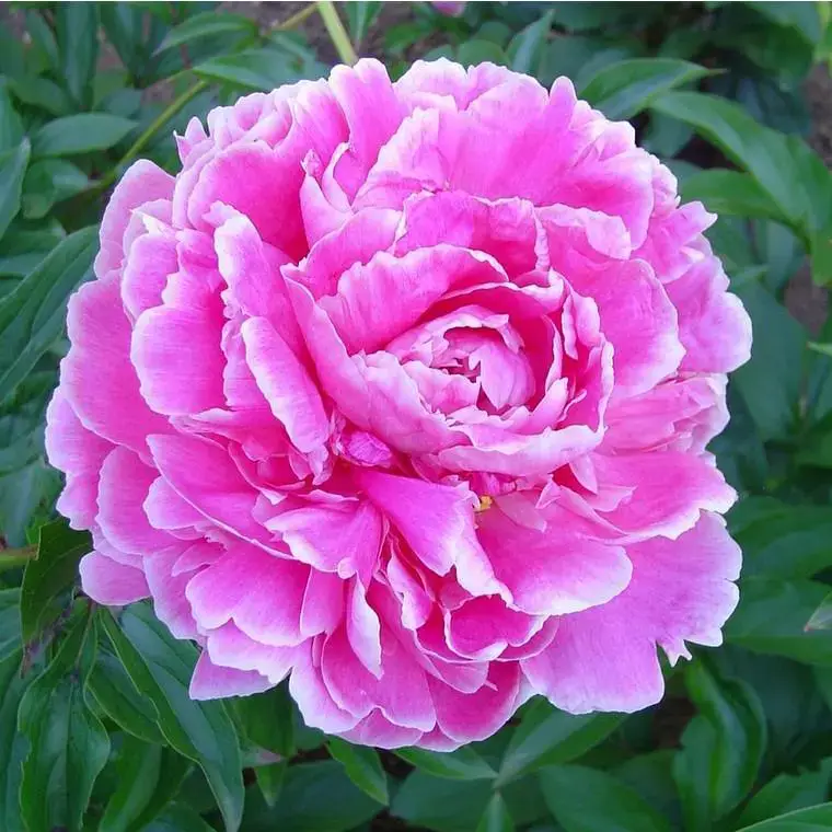 Achat Immédiat Paeonia Suffruticosa – Le pot de 7 litres