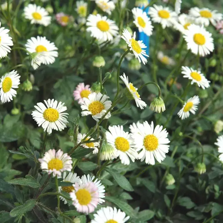 Vente Flash Erigeron – Le pot de 10.5 cm