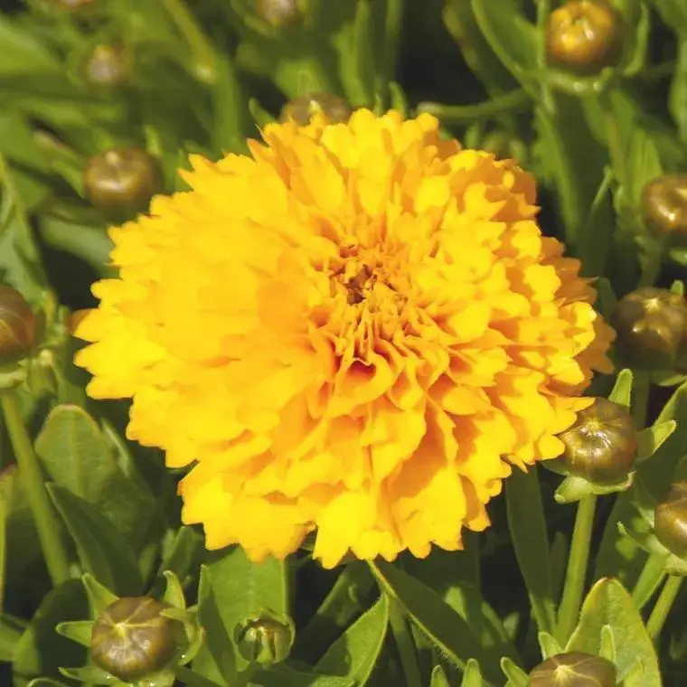 Super Prix Coreopsis grandiflora solanna jaune – Le pot de 9 x 9 cm