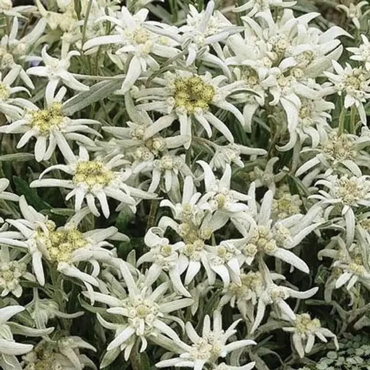 Quantité Limitée Edelweiss – Le pot de 2,5 litres