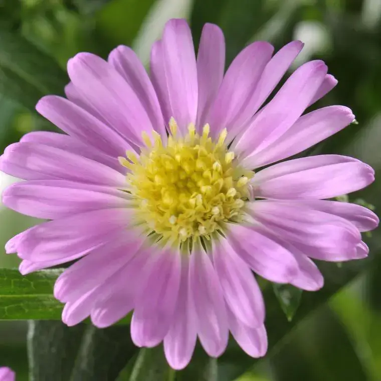 Aster – La coupe de 27 cm Retour Gratuit