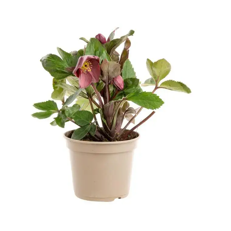 Soldes Hellébore (ou Rose de Noël) HGC ® Ice N&rsquo;Roses ® Nightingale violet – Le pot de 2 litres