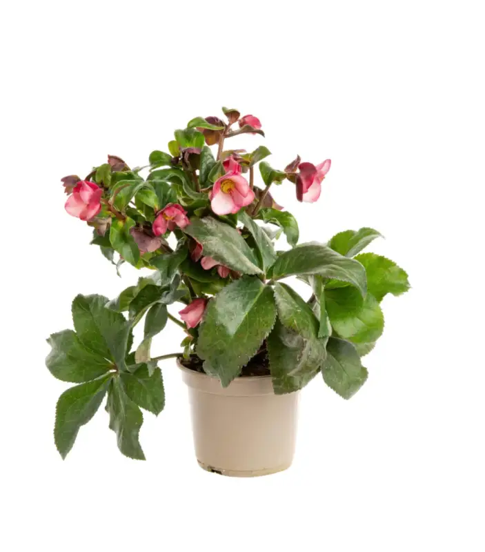 Soldes Hellébore (ou Rose de Noël) HGC ® Ice N&rsquo;Roses ® Early Rose rose – Le pot de 2 litres