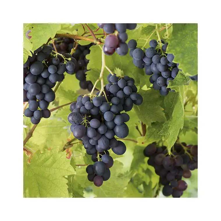 Acheter En Ligne Vigne Muscat Bleu Bio. Le pot de 5 litres