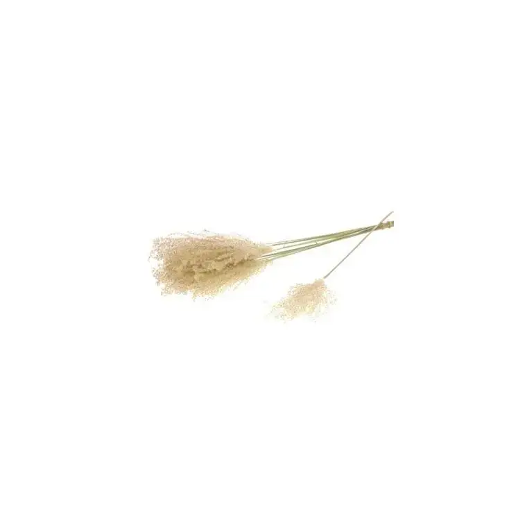 Fleurs séchées coloris beige herbe fluffy naturel Offre Du Jour