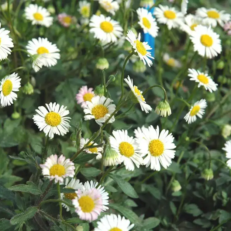 Vergerette de Kavinsky ou Pâquerette des murailles à fleurs blanches – Le pot Ø 10,5 cm Achetez Aujourd&rsquo;hui