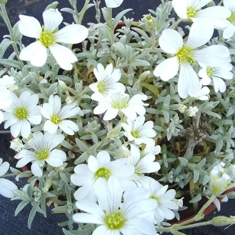 Solde Céraiste tomenteux (Oreille de souris ou Corbeille d&rsquo;Argent de Crimée) à fleurs blanches – Le pot de 1 litre