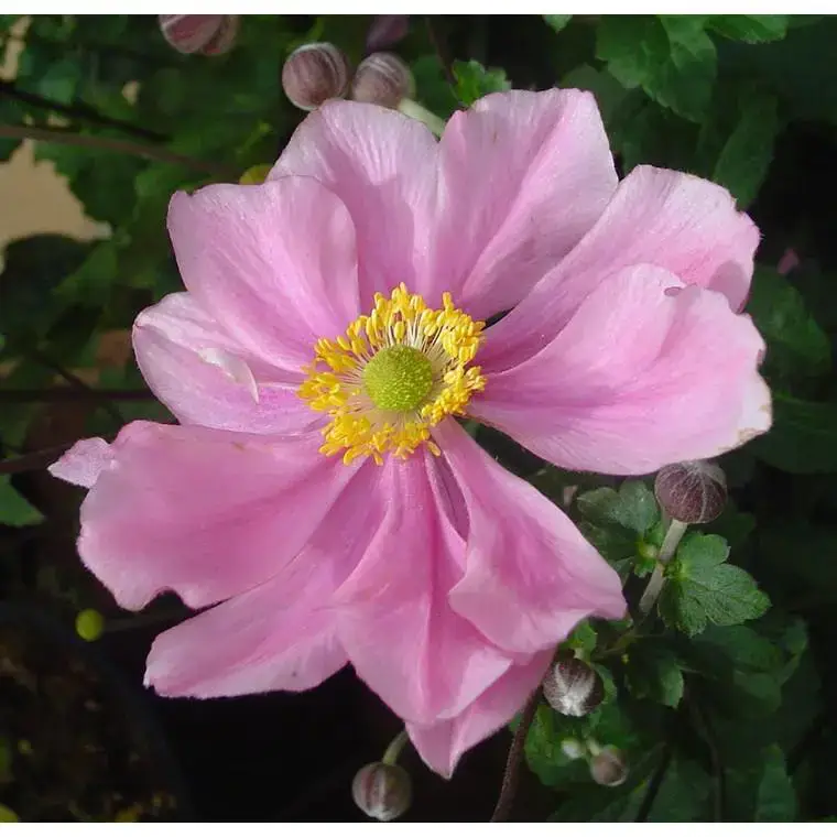 Vente Flash Anémone du Japon à fleurs roses – Le pot de 2 litres