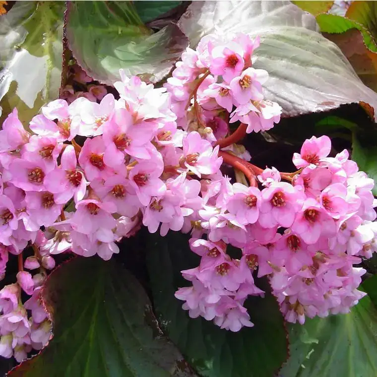 Bergénie (Bergenia ou Plante du Savetier) à fleurs roses – Le pot de 2 litres Expédition Rapide