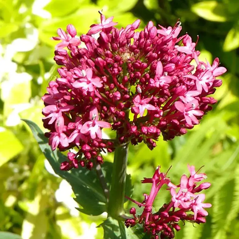 Solde Centranthe (Lilas d&rsquo;Espagne ou Valériane rouge) à fleurs roses – Le pot déco de 2 litres
