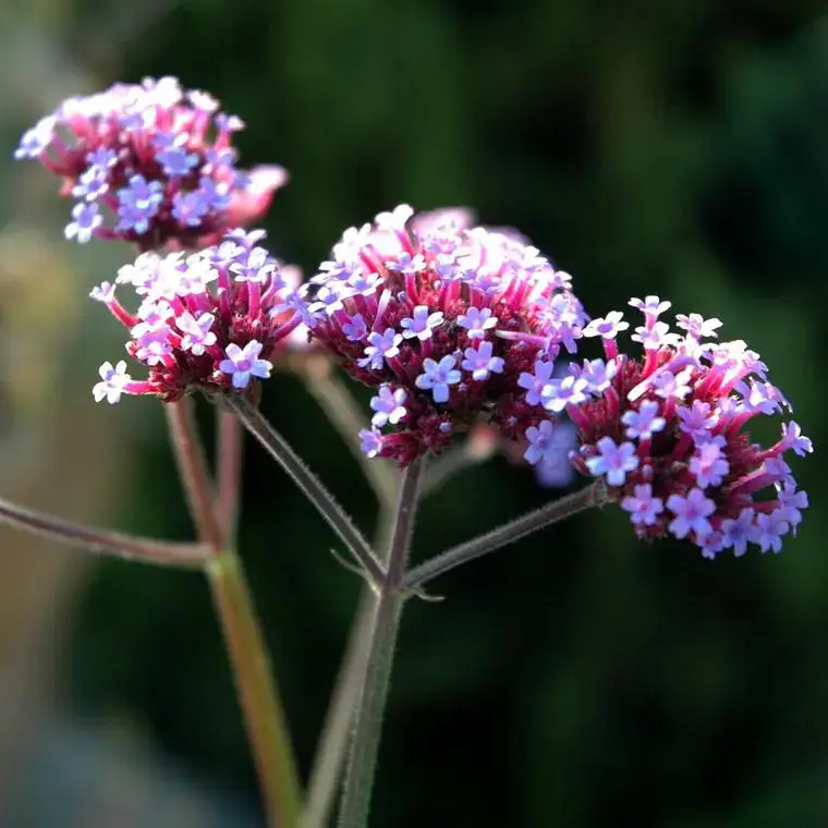 Acheter Direct Verveine de Buenos Aires ou Verbena Bonariensis. Le pot de 2 litres